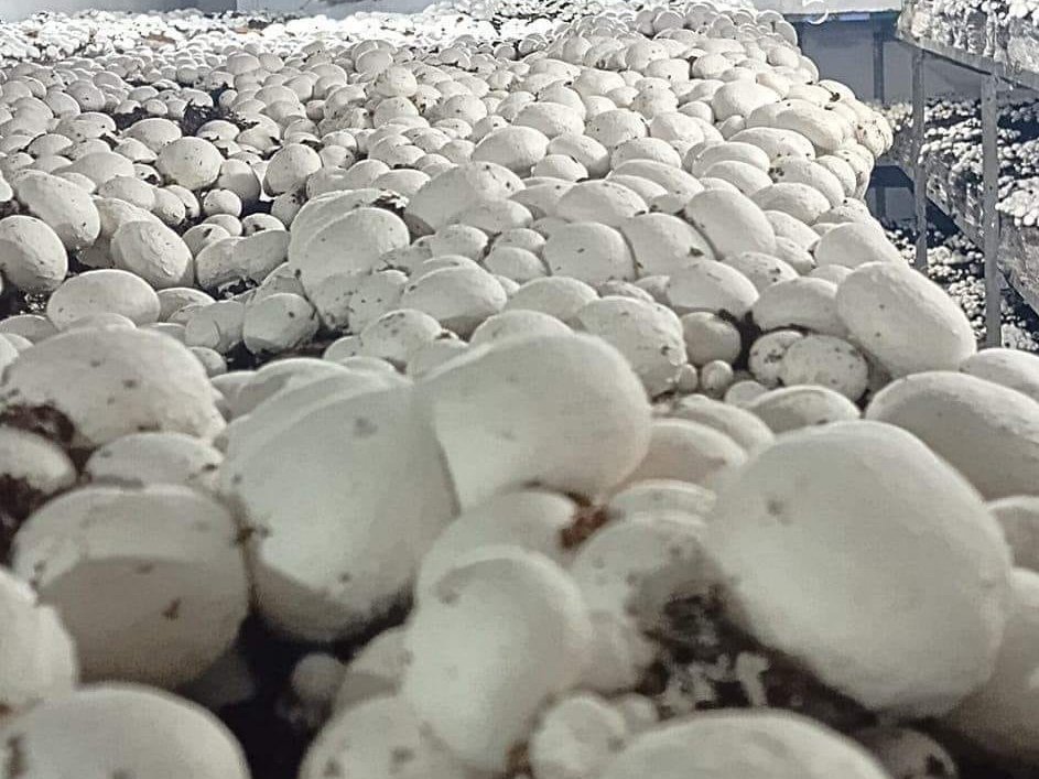 Button Mushroom Spawn – Strain A-15