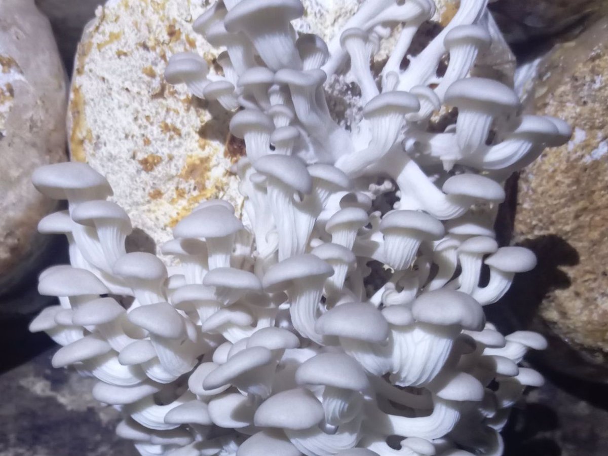 Blue Oyster Mushroom Spawn