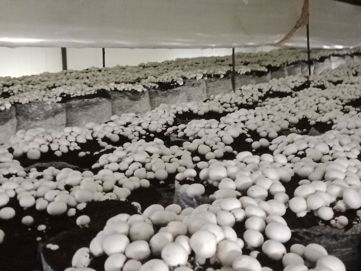 Button Mushroom Spawn – Strain Delta