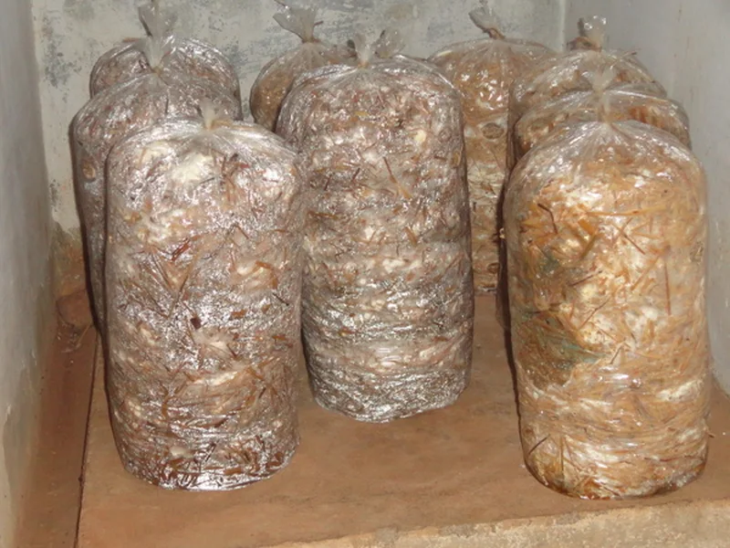 Button Mushroom Spawn – Bulk / Commercial Orders